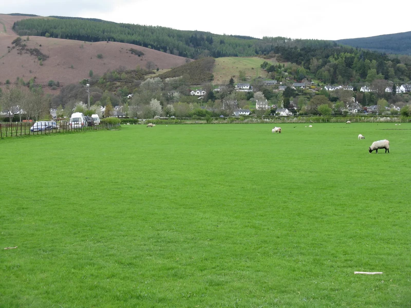 Braithwaite village beneath forested fellsides seen across a sheep field