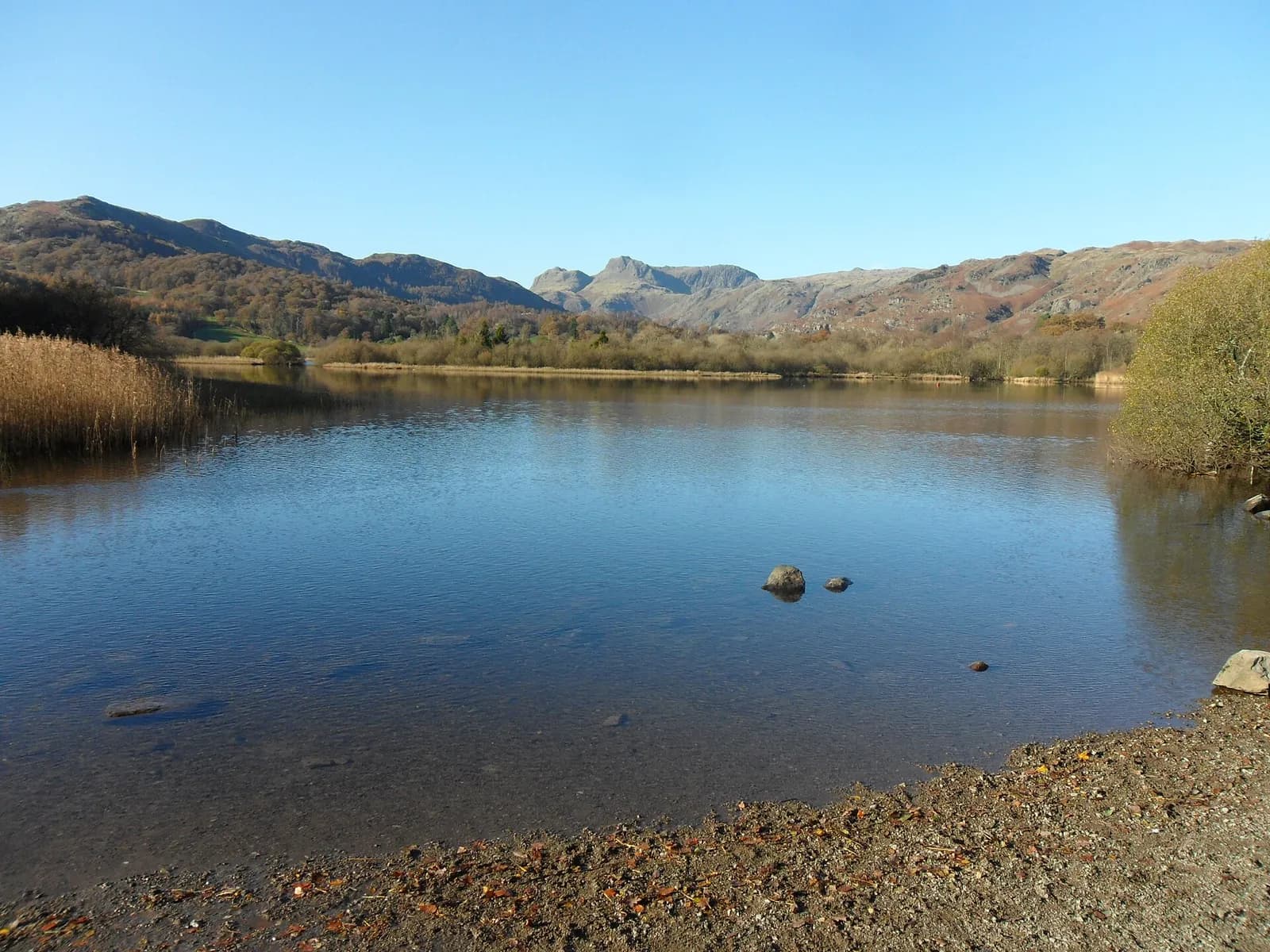 Elter Water in autumn sunshine with reed beds and the Langdale Pikes beyond