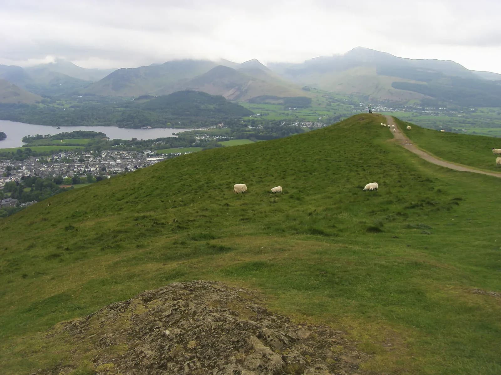 Sheep on the grassy top of Latrigg, looking over Keswick to Derwentwater