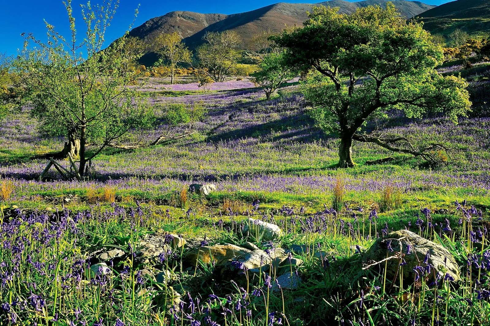 Bluebells under hawthorn trees in Rannerdale, with the fells behind