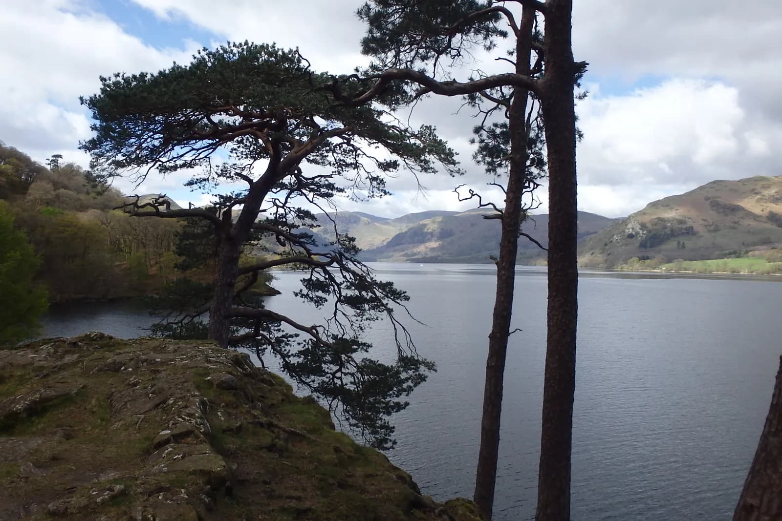 Scots pines on Kailpot Crag above Ullswater